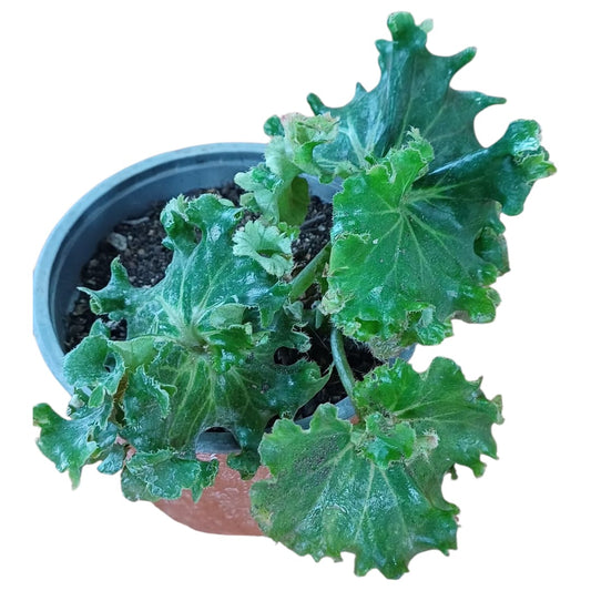 Begonia Crispa