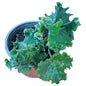 Begonia Crispa