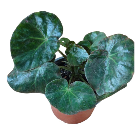 Begonia Cuero