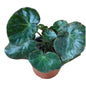 Begonia Cuero