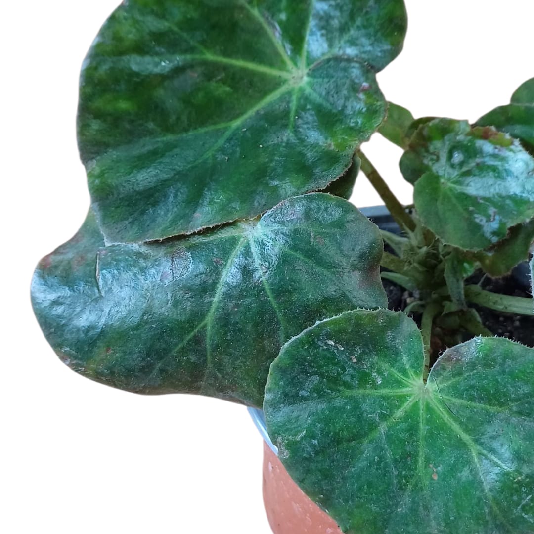 Begonia Cuero
