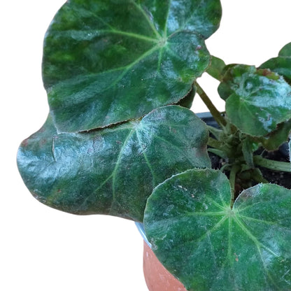 Begonia Cuero