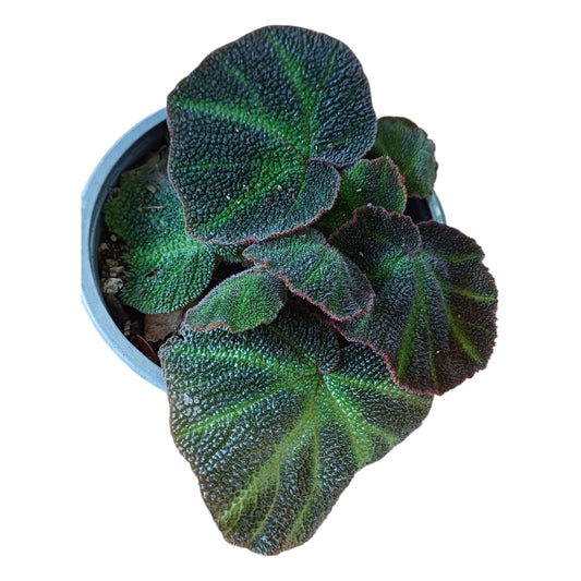 Begonia Solimutata