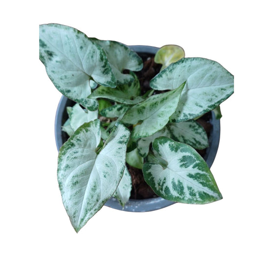Singonio Pixie