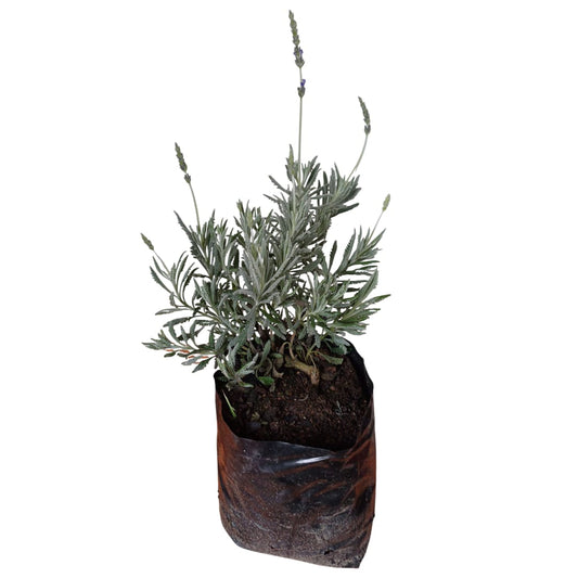 Lavanda Goodwin