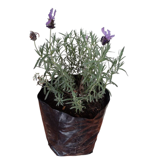 Lavanda Stoecha
