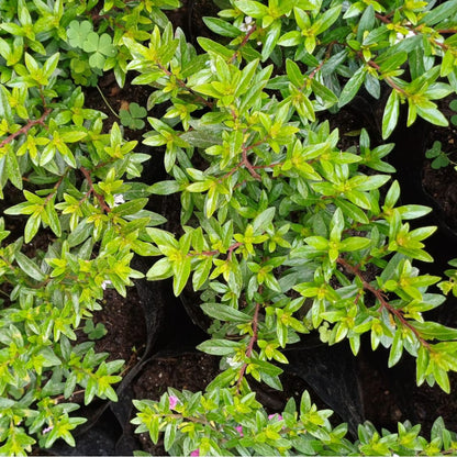 Cuphea Veronica Enana