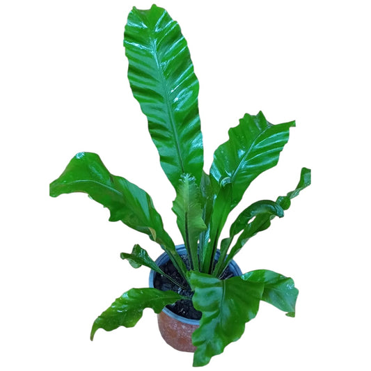 Asplenium Nidus tamaño "S"