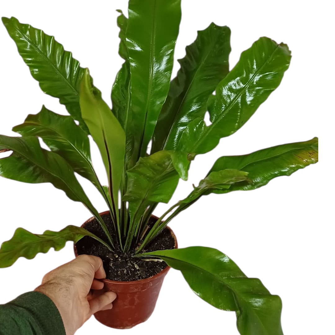 Asplenium Nidus tamaño "XL"