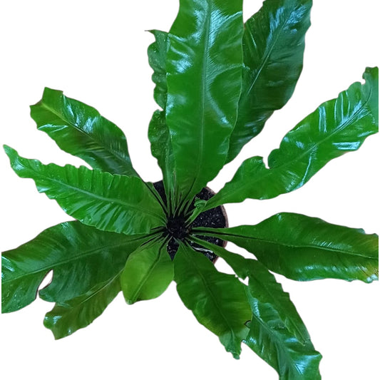 Asplenium Nidus tamaño "XL"
