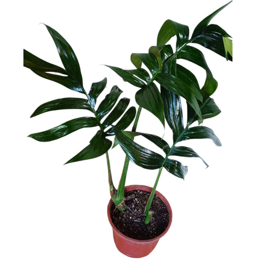 Raphidophora Decursiva