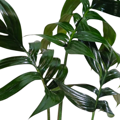 Raphidophora Decursiva