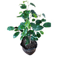 Ficus Anastasia bolsa 20x 20 cm
