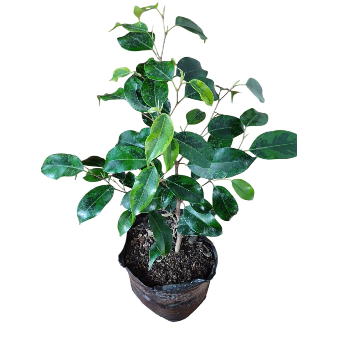 Ficus Anastasia bolsa 20x 20 cm