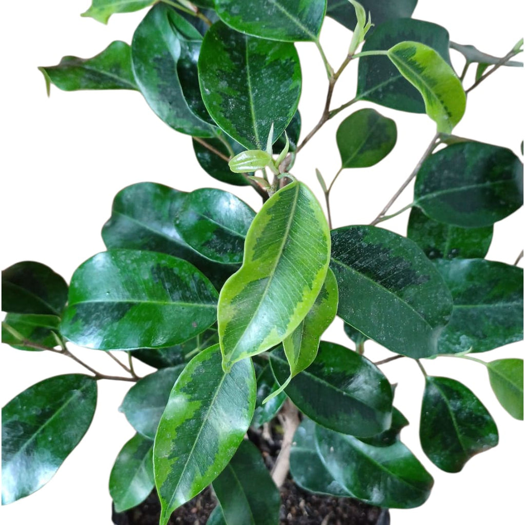 Ficus Anastasia bolsa 20x 20 cm