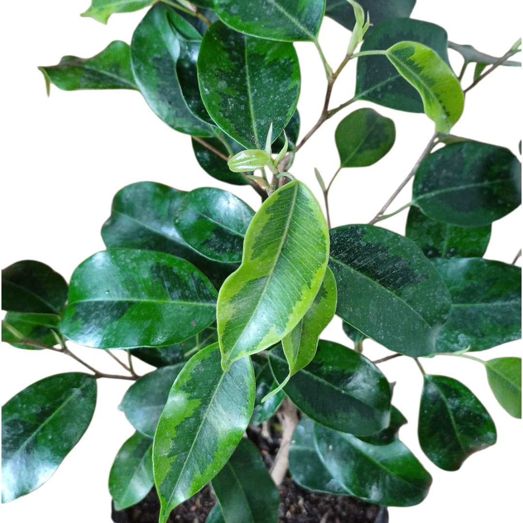 Ficus Anastasia bolsa 20x 20 cm