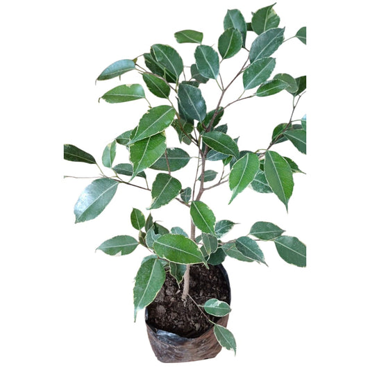Ficus Español