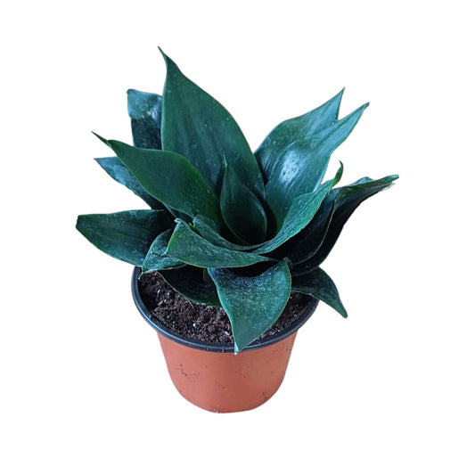 Sanseviera Jade Enana