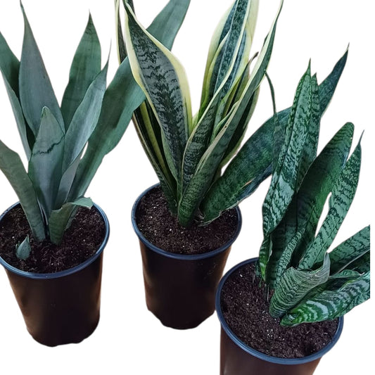 Pack El jardín de la suegra