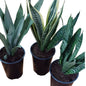 Pack El jardín de la suegra