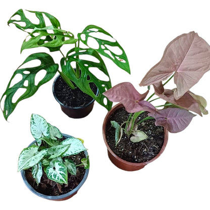 Pack Colores natural