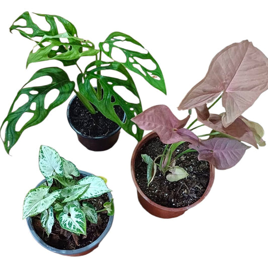 Pack Colores natural