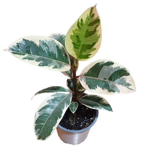 Ficus Tineke Gomero
