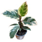 Ficus Tineke Gomero