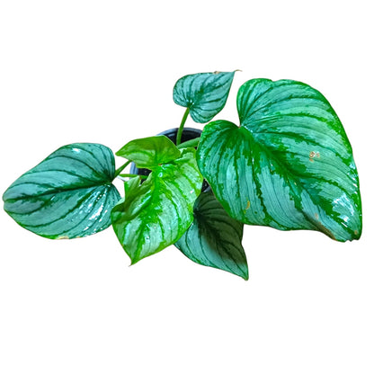 Philodendro Pastazanum Silver