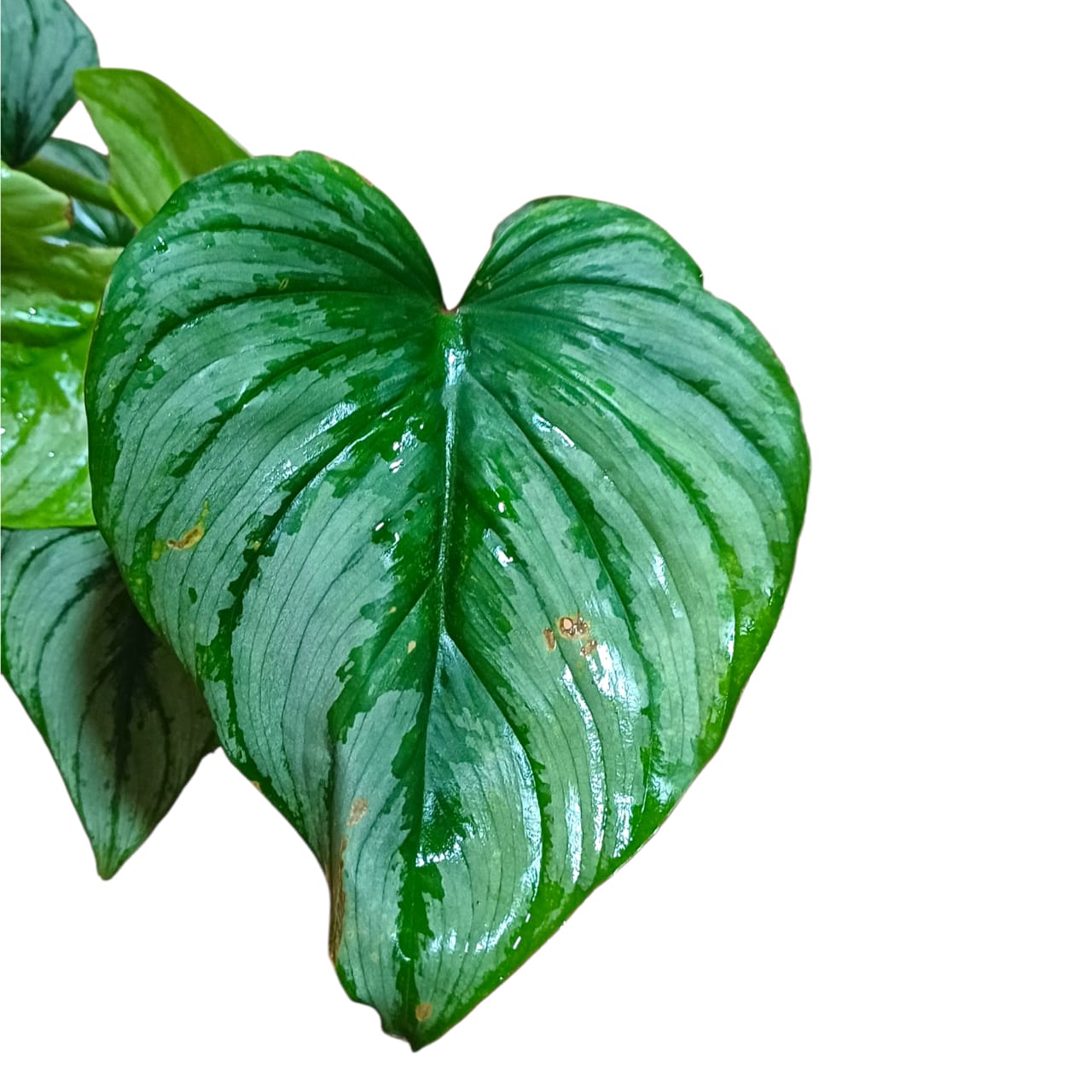 Philodendro Pastazanum Silver