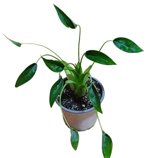 Alocasia Tiny Dancer