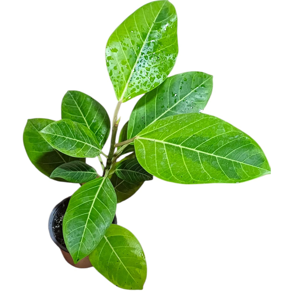 Ficus altissima Tamaño M