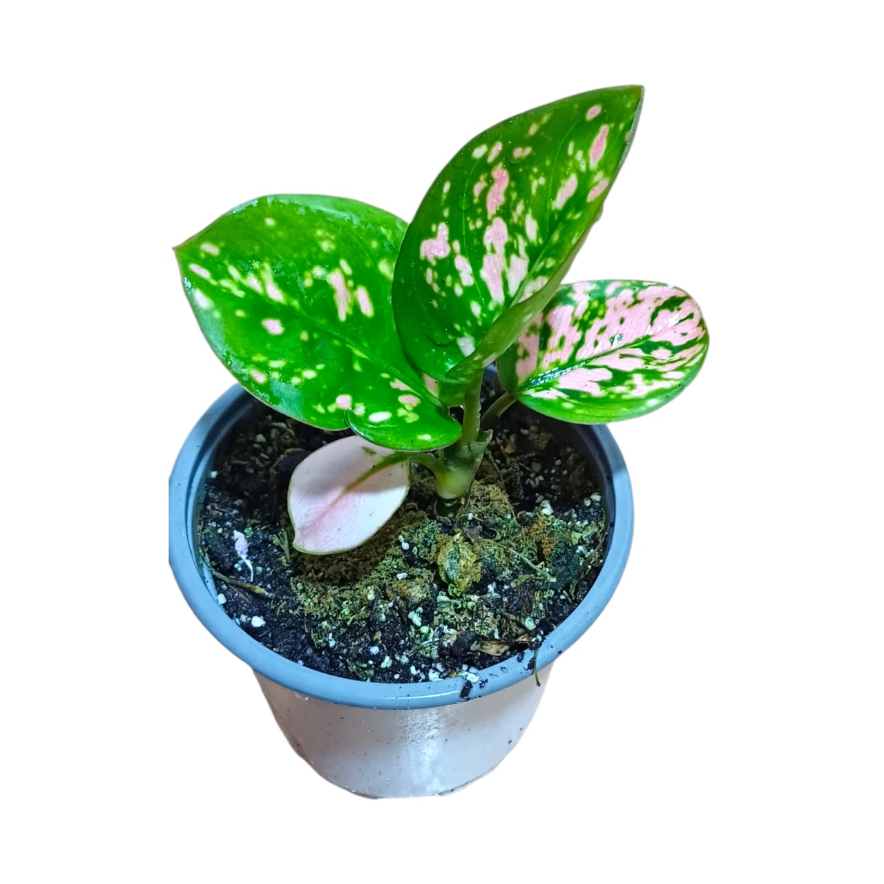 Aglaonema auspicius red