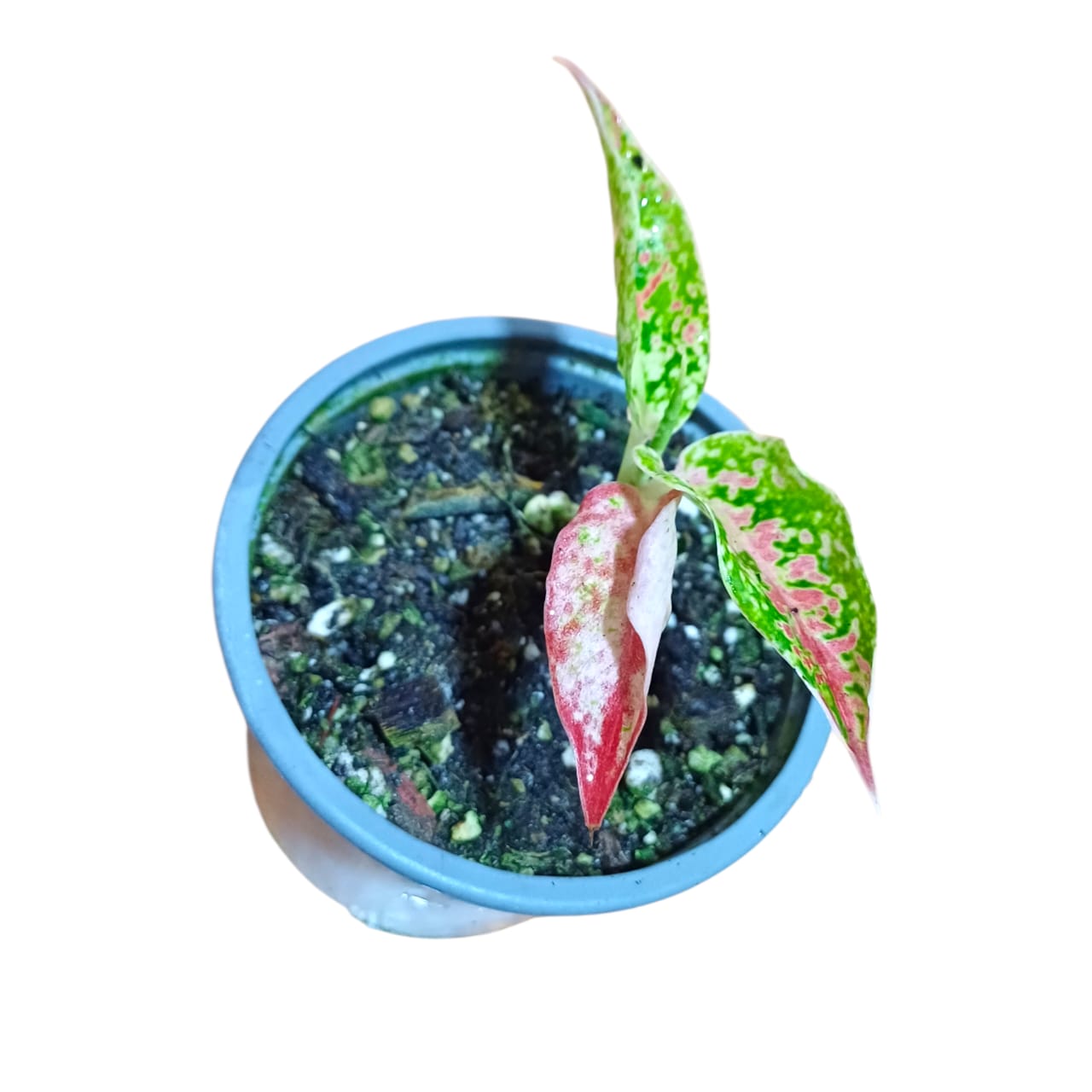 Aglaonema Nighptsparkle