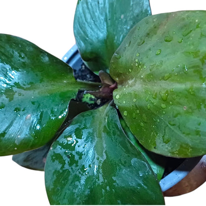 Philodendron Red Heart