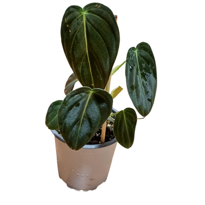 Philodendro Melanochrysum