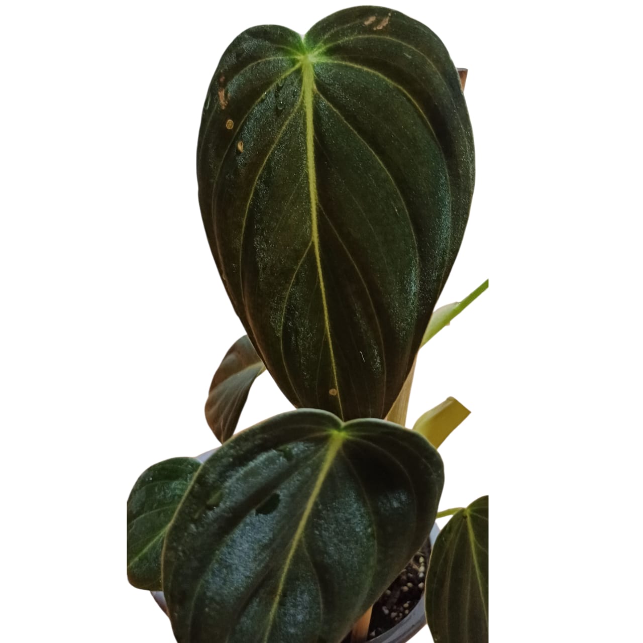 Philodendro Melanochrysum