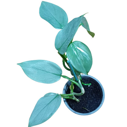 Philodendro Silver Sword