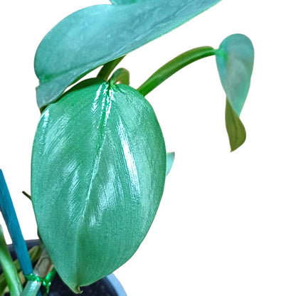 Philodendro Silver Sword