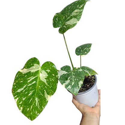 Mostera Deliciosa Thai Constellation