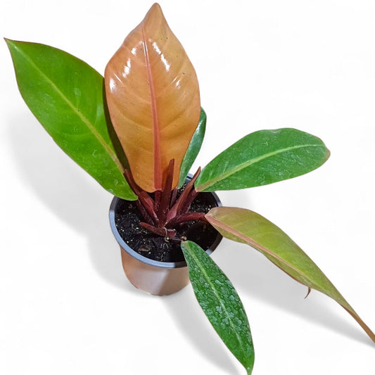 Philodendro Orange Grande