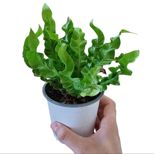 Asplenium nidus Crispy wave