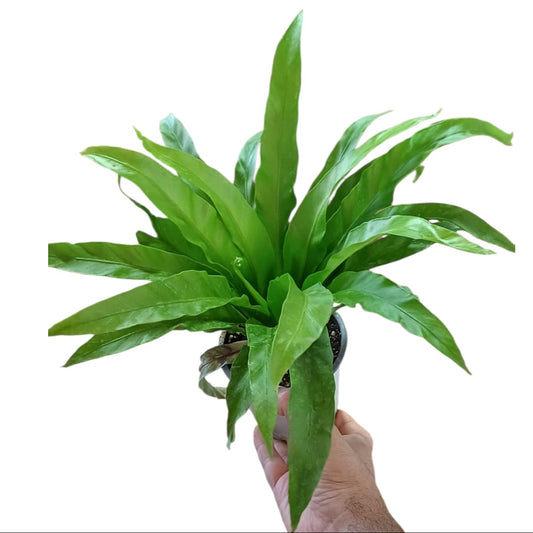 Asplenium nidus venus