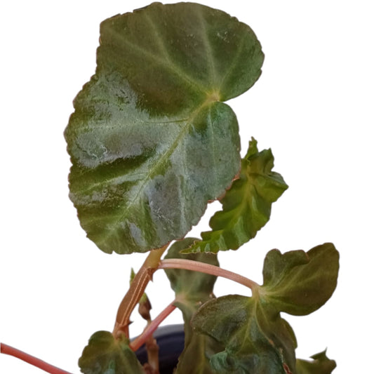 Begonia Angularis