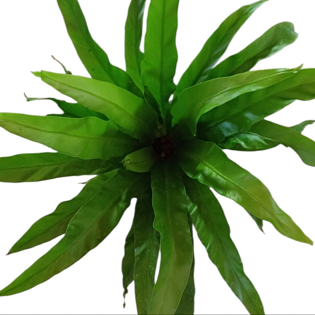 Asplenium nidus venus SUPER OFERTA!