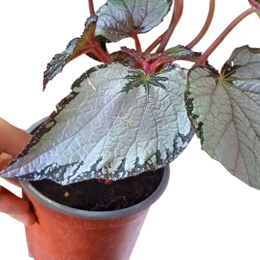 Begonia Rex Plateada