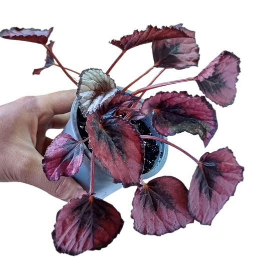 Begonia Red Kiss