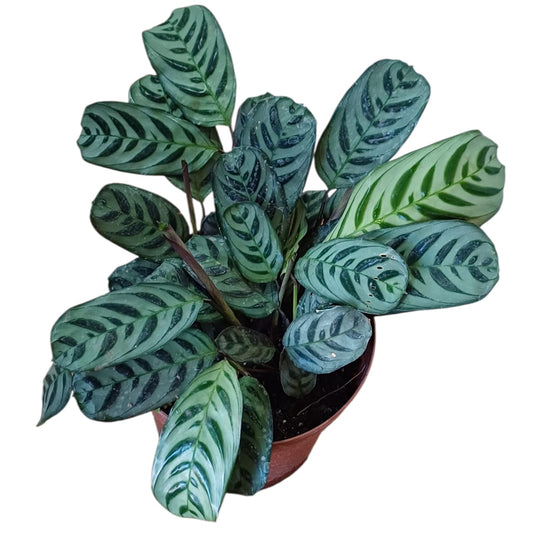 Calathea Burle Marx XL