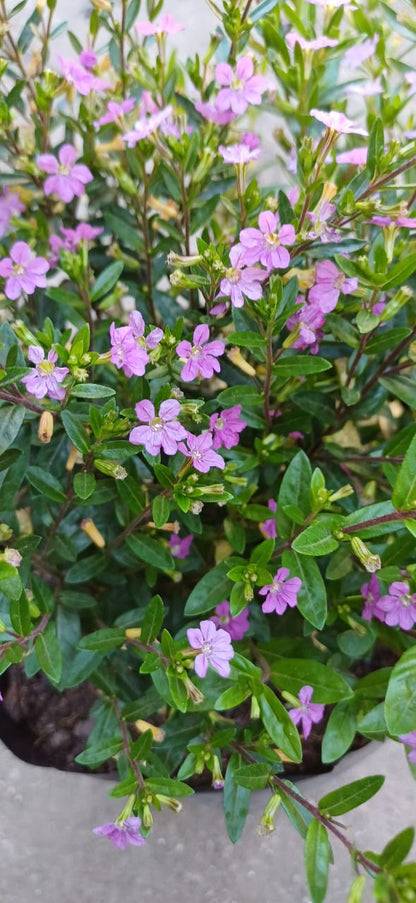 Cuphea Veronica Enana fucsia