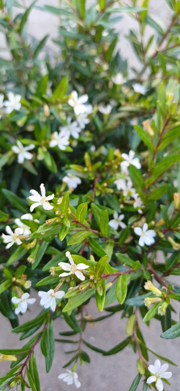 Cuphea Veronica Enana Blanca SUPER OFERTA STOCK LIMITADO!!!